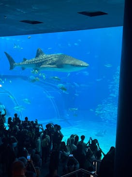 沖縄美ら海水族館に投稿された画像（2025/11/17）