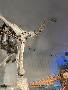 福井県立恐竜博物館に投稿された画像（2025/11/17）