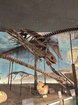 福井県立恐竜博物館に投稿された画像（2025/11/17）