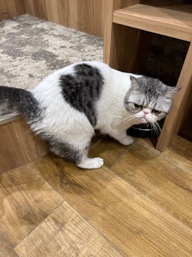 いぬカフェRio イオンモール常滑店に投稿された画像（2025/11/17）