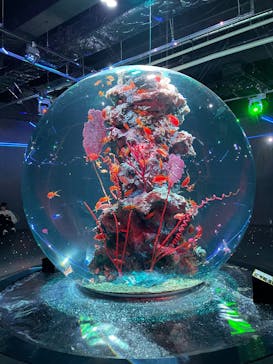 AQUARIUM × ART　atoa×felissimo chocolate museum（フェリシモ チョコレート ミュージアム）に投稿された画像（2025/11/17）