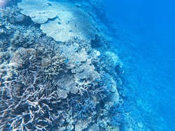 ブルーフォレスト宮古島に投稿された画像（2025/11/17）