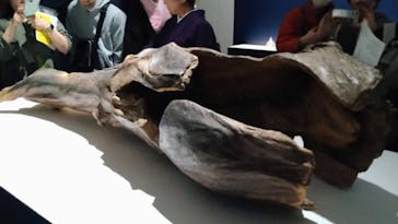 正倉院 THE SHOW ―感じる。いま、ここにある奇跡―　@上野の森美術館に投稿された画像（2025/11/17）