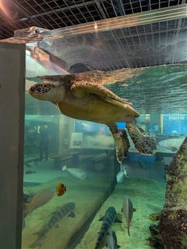 九十九島パールシーリゾートに投稿された画像（2025/11/17）