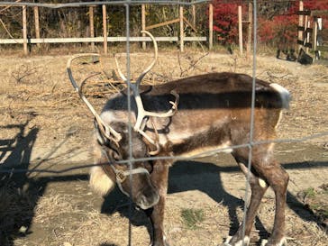 那須どうぶつ王国に投稿された画像（2025/11/17）