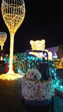 神戸イルミナージュに投稿された画像（2025/11/17）