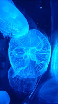 マクセル アクアパーク品川に投稿された画像（2025/11/17）