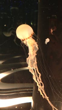 マクセル アクアパーク品川に投稿された画像（2025/11/17）