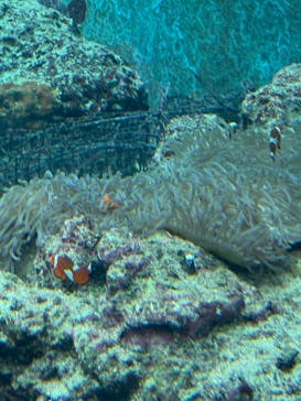 沖縄美ら海水族館に投稿された画像（2025/11/17）