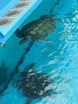 沖縄美ら海水族館に投稿された画像（2025/11/17）