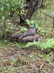 ネオパークオキナワに投稿された画像（2025/11/17）