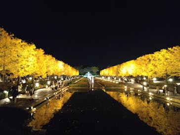 国営昭和記念公園 秋の夜散歩に投稿された画像（2025/11/17）