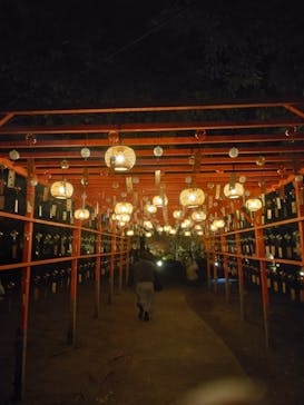 国営昭和記念公園 秋の夜散歩に投稿された画像（2025/11/17）