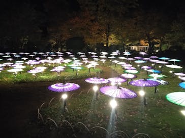 国営昭和記念公園 秋の夜散歩に投稿された画像（2025/11/17）