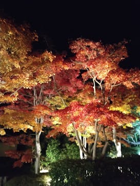 国営昭和記念公園 秋の夜散歩に投稿された画像（2025/11/17）