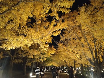 国営昭和記念公園 秋の夜散歩に投稿された画像（2025/11/17）