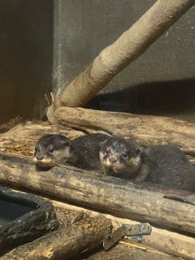 世界淡水魚園水族館　アクア・トトぎふに投稿された画像（2025/11/17）