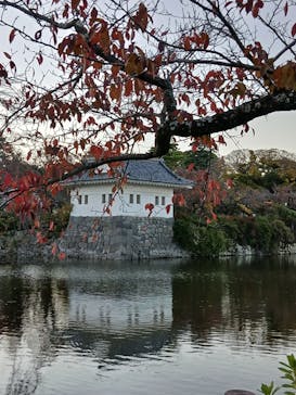 小田原城に投稿された画像（2025/11/17）