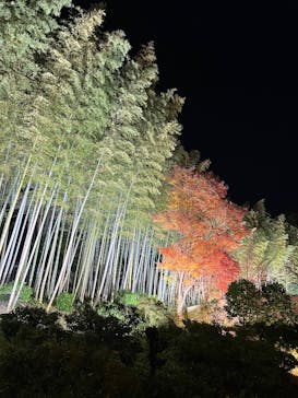 国営昭和記念公園 秋の夜散歩に投稿された画像（2025/11/17）