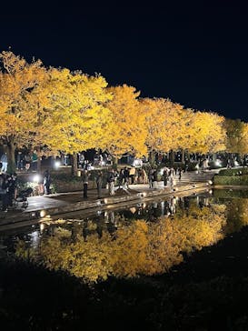 国営昭和記念公園 秋の夜散歩に投稿された画像（2025/11/17）