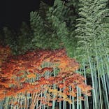 国営昭和記念公園 秋の夜散歩に投稿された画像（2025/11/18）