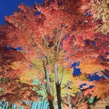 国営昭和記念公園 秋の夜散歩に投稿された画像（2025/11/17）