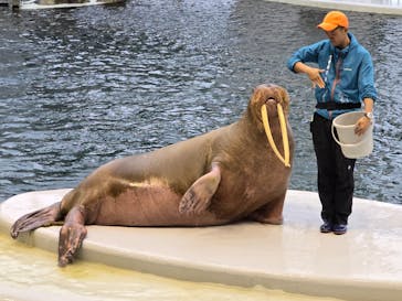 城崎マリンワールドに投稿された画像（2025/11/17）