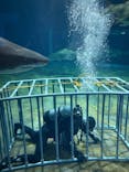 アクアワールド茨城県大洗水族館に投稿された画像（2025/11/18）