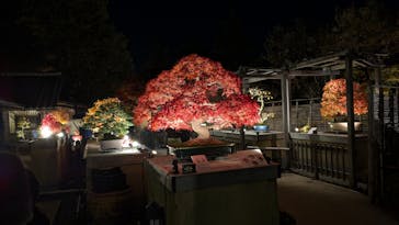 国営昭和記念公園 秋の夜散歩に投稿された画像（2025/11/17）