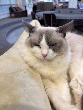 猫カフェモカ　立川店に投稿された画像（2025/11/17）