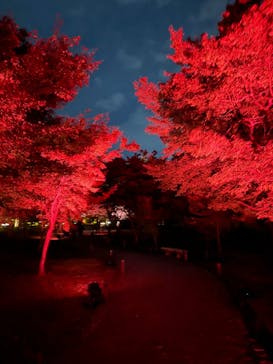 NAKED meets 二条城 2025 観月に投稿された画像（2025/11/18）