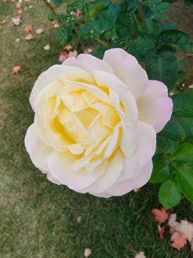 万博記念公園に投稿された画像（2025/11/18）