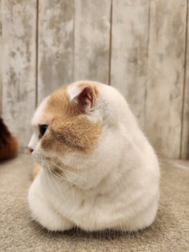 猫カフェモカ　町田ジョルナ店に投稿された画像（2025/11/18）