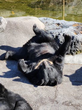 奥飛騨クマ牧場に投稿された画像（2025/11/18）