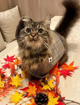 猫カフェモカ　イオンモール羽生店に投稿された画像（2025/11/18）