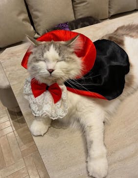 猫カフェモカ　イオンモール羽生店に投稿された画像（2025/11/18）