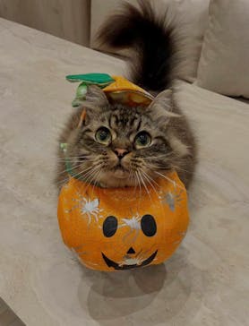 猫カフェモカ　イオンモール羽生店に投稿された画像（2025/11/18）