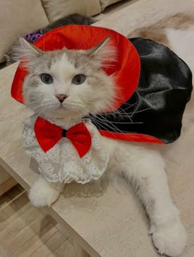 猫カフェモカ　イオンモール羽生店に投稿された画像（2025/11/18）