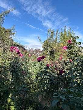 横浜イングリッシュガーデンに投稿された画像（2025/11/18）