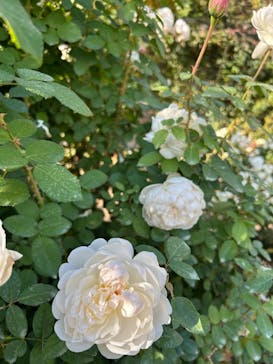 横浜イングリッシュガーデンに投稿された画像（2025/11/18）