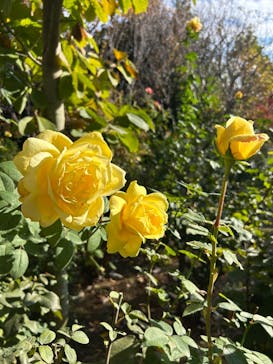 横浜イングリッシュガーデンに投稿された画像（2025/11/18）