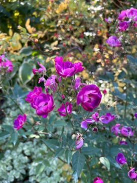 横浜イングリッシュガーデンに投稿された画像（2025/11/18）