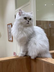 Cat Café MOFF コクーンシティさいたま新都心店に投稿された画像（2025/11/18）