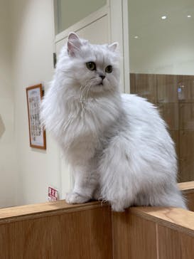 Cat Café MOFF コクーンシティさいたま新都心店に投稿された画像（2025/11/18）