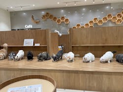 Cat Café MOFF コクーンシティさいたま新都心店に投稿された画像（2025/11/18）