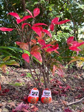 勝尾寺に投稿された画像（2025/11/18）