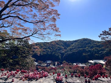 勝尾寺に投稿された画像（2025/11/18）