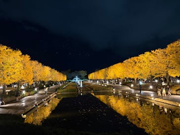 国営昭和記念公園 秋の夜散歩に投稿された画像（2025/11/18）