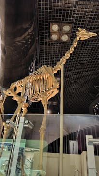 国立科学博物館に投稿された画像（2025/11/18）