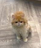 猫カフェモカ　アルシェ大宮店に投稿された画像（2025/11/19）